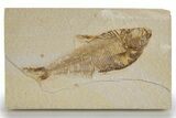 Detailed Fossil Fish (Diplomystus) - Wyoming #318614-1